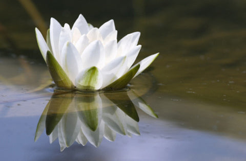 Embracing Contentment in an Anxious World
